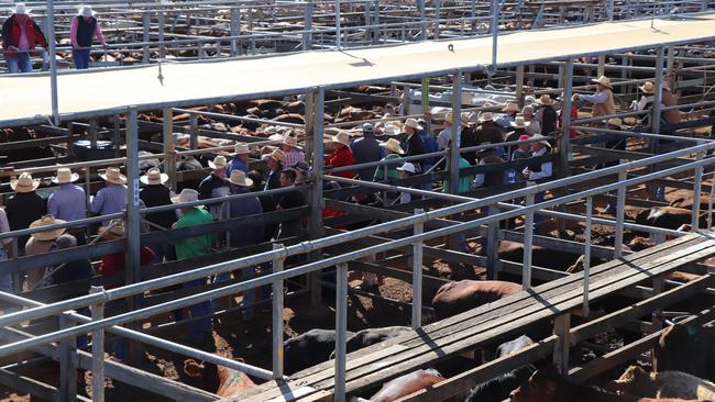 Cattle buyers and vendors at the Roma Saleyards. Picture: Supplied.