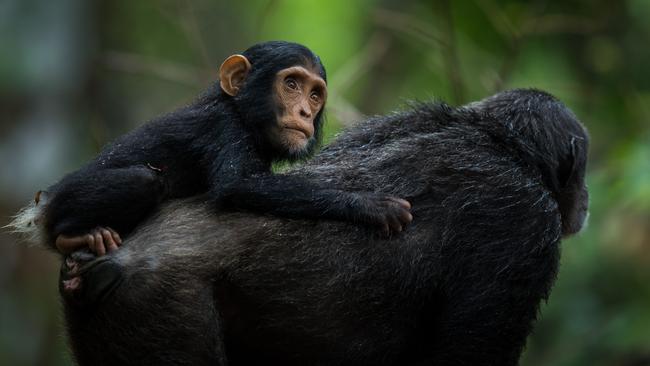 Chimpanzees in the Mahale Mountains, Tanzania. Picture: Julien Polet/ Remembering Great Apes