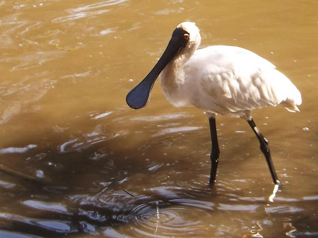 Spoonbill! Picture by Cynthia Barrow