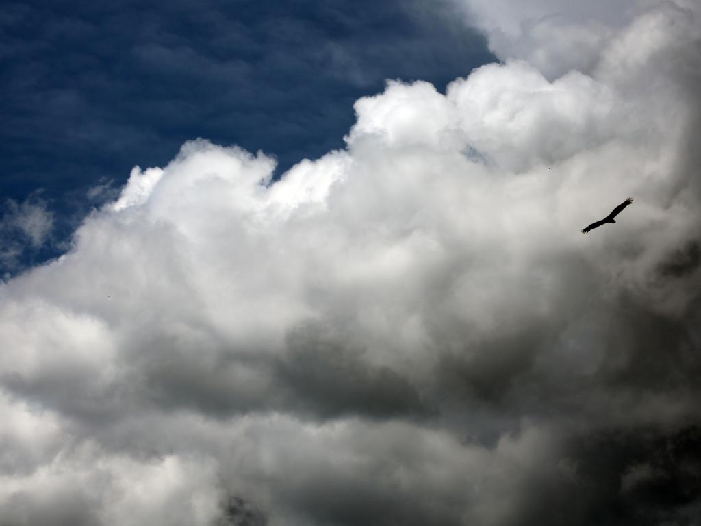 Soaring high. Picture: Nicholas Eagar