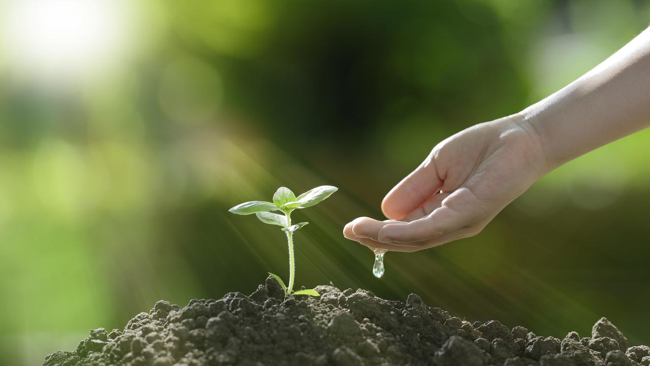 Plants absorb carbon dioxide in the atmosphere but there’s now too much for plants to manage by themselves. Picture: iStock