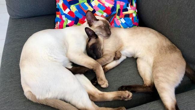 . International Cat Day. Reader pet photos. Picture: Michelle Lee Klopper