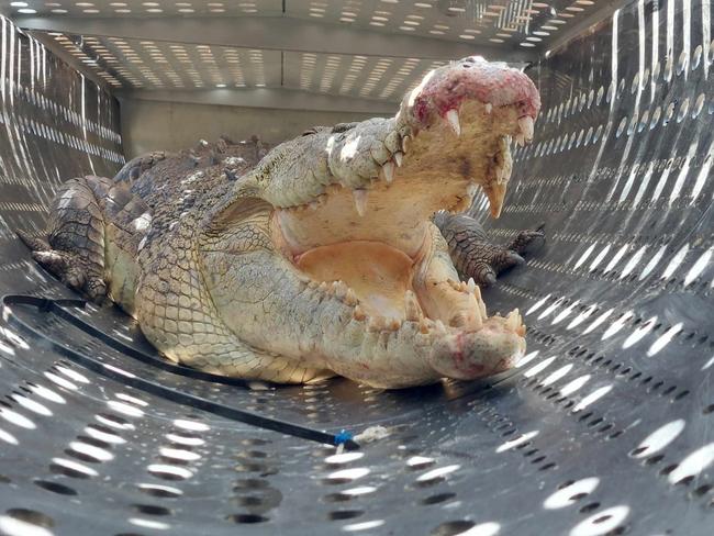 A large saltwater crocodile at the centre of a cruel poaching investigation has been captured in the Bohle River, Department of Environment, Tourism Science and Innovation confirmed on Friday morning. Picture: Leighton Smith