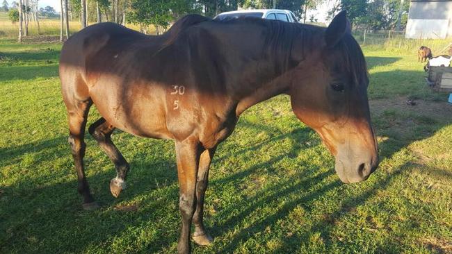 We first met our horse when he was bony and unloved, and he made a beeline for us from his dusty yard. We named him Frank, and gave him a new home. Picture: Sherele Moody