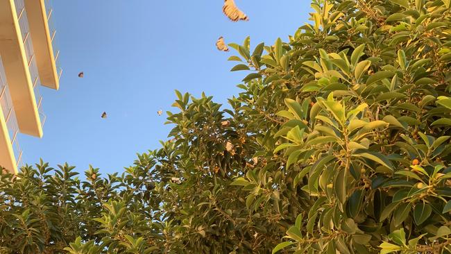 Butterflies around a tree at Woody Point just north of Brisbane. Picture: Michelle Smith