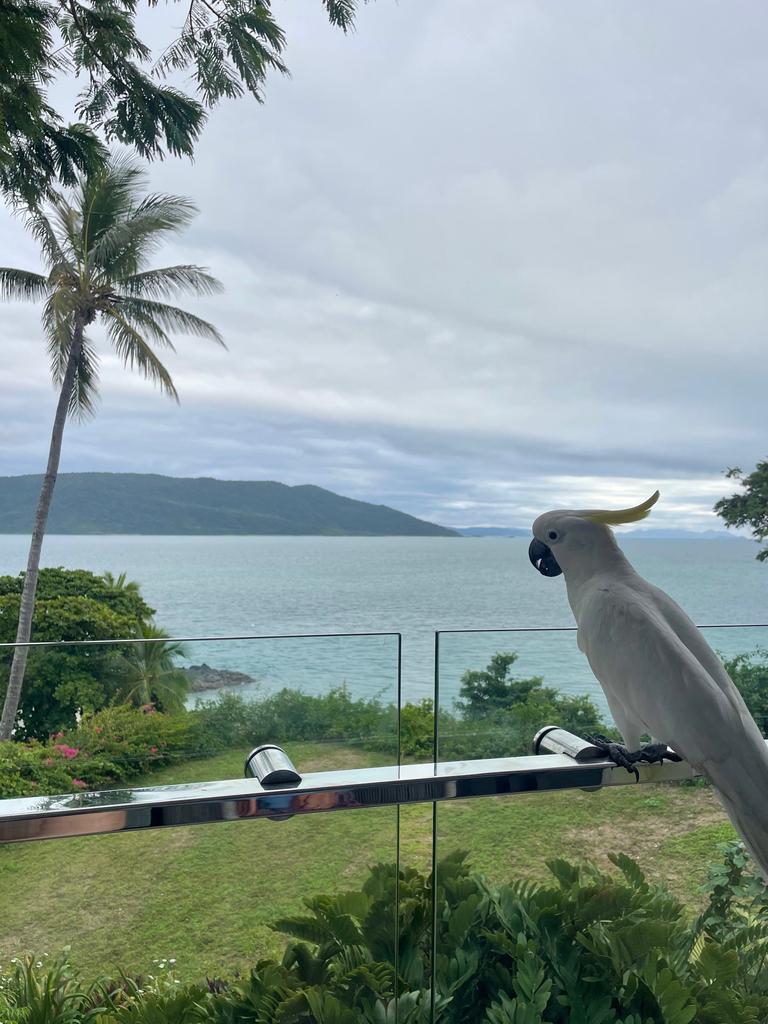 The sulfer-crested cockatoo couldn’t get enough of this view either. Picture: Kara Jung