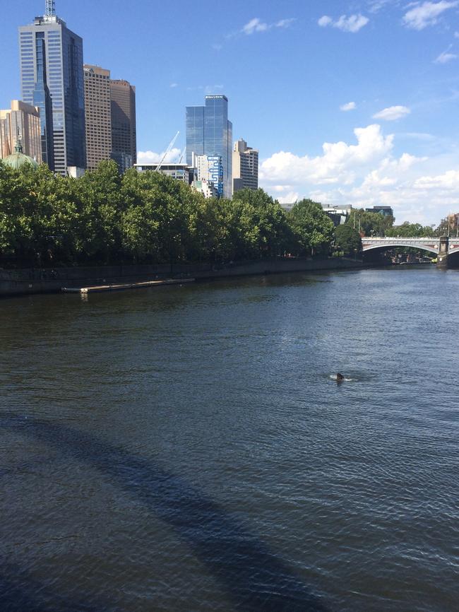 The seal was spotted swimming in from near Federation Square.