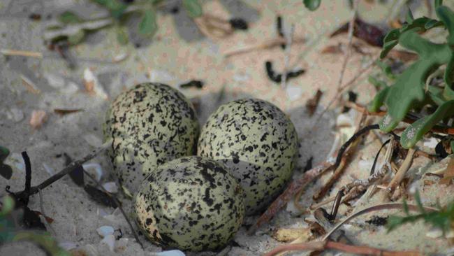 The chick is the only survivor of the three eggs that hatched late last month. Picture: Supplied