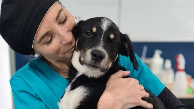 Beau was given lifesaving surgery at Brisbane Pet Surgery and is now on the mend. Picture: Supplied