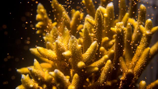 Coral spawning. Picture: Great Barrier Reef Foundation