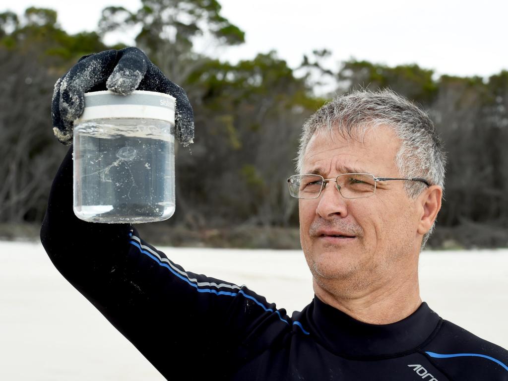 Surf Life Saving Queensland have conducted marine stinger drags on Fraser Island. Jellyfish expert, Associate Professor for James Cook University, Jamie Seymour caught this Irukandji.