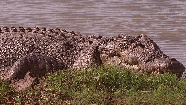 A big crocodile on the banks of the Mary River.