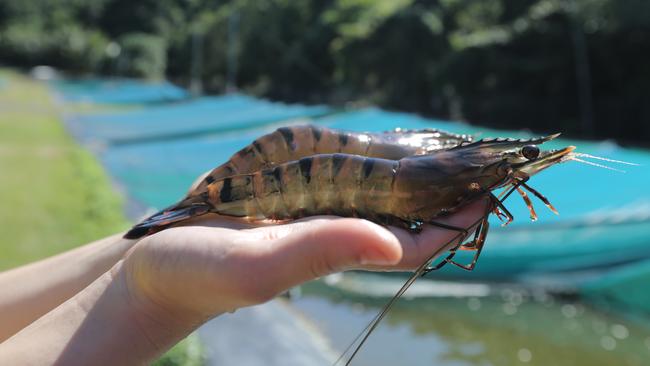 Seafarms Group will be farming these types of black tiger prawns for its Project Sea Dragon.