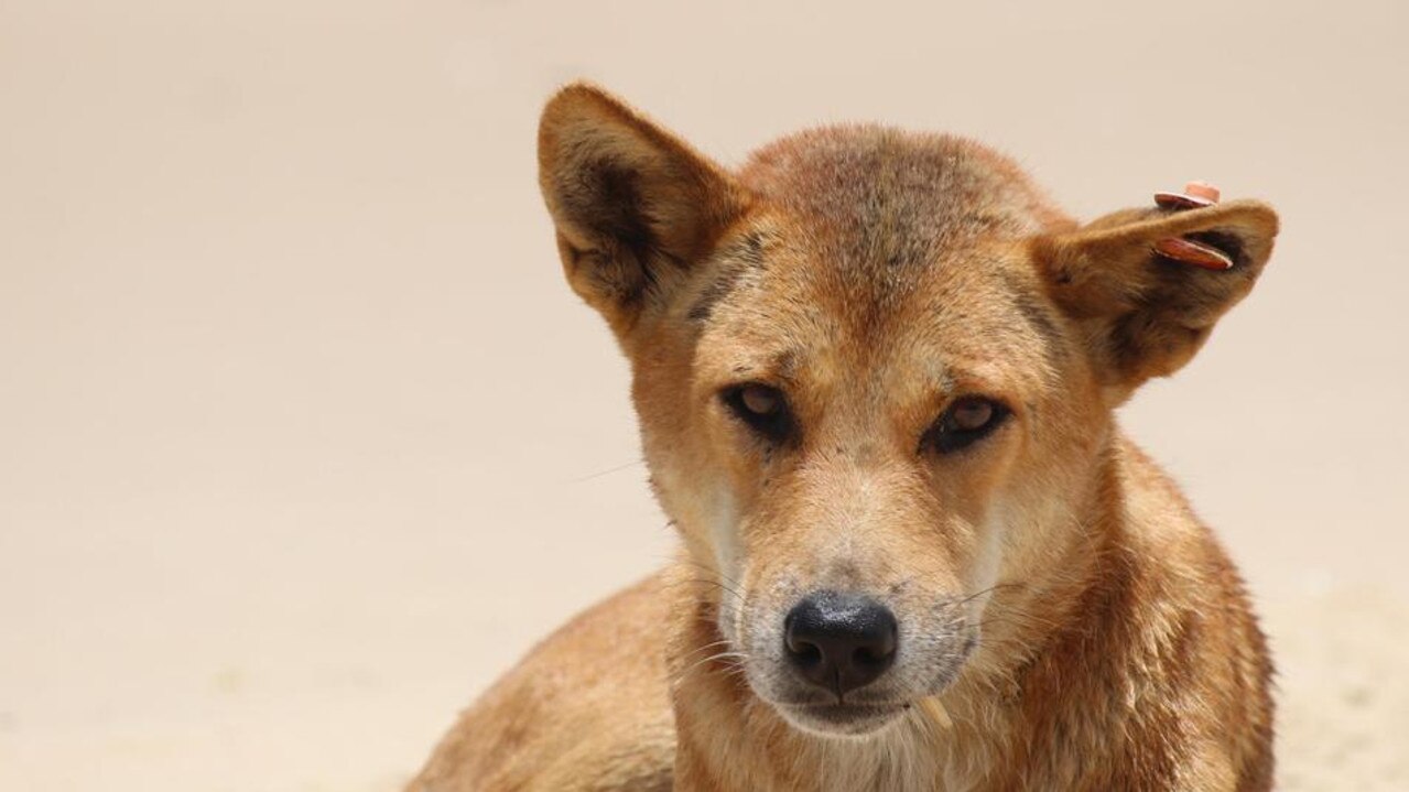 A Fraser island dingo which is off limits for feeding.