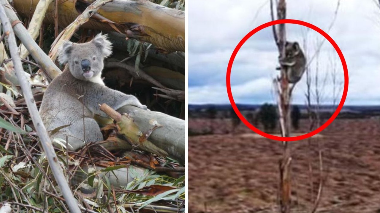 Koala plummets to ground as tree cut down