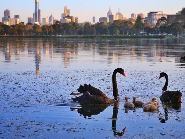 Amateur athletes and parents taking children to junior sport at Albert Park Reserve will be hit with a 100 per cent weekend parking fee rise from Monday.