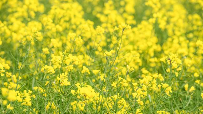 CROPPING: Evan Lewis on farm at WernethPICTURED:  Generic canola crop. Stock photo.Picture: Zoe Phillips