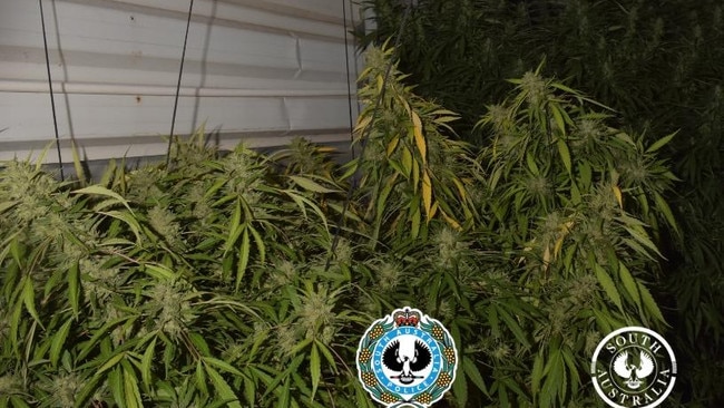 Plants allegedly found in a Loxton drug bust. Picture: SA Police