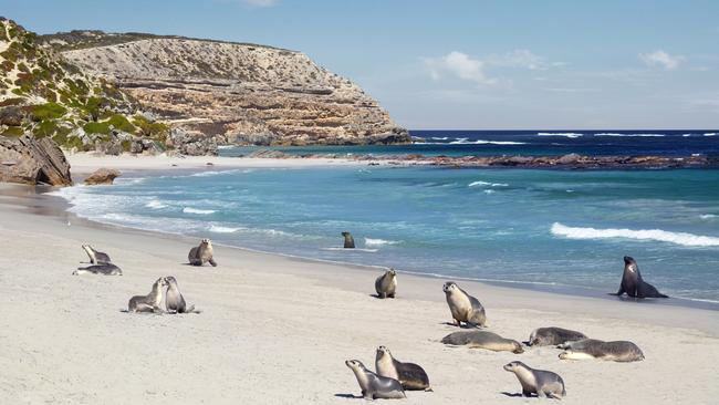 Seal Bay Conservation Park, Kangaroo Island. Picture: SATC