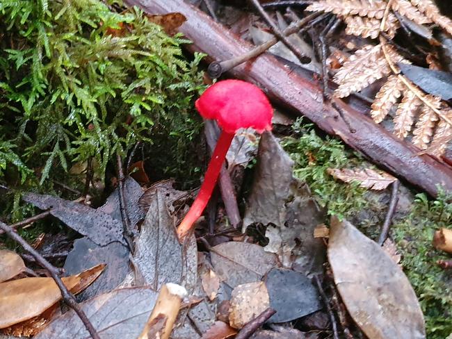 Some of the luridly coloured fungi, moss and ferns that exist in a mini-wilderness of its own, on the forest floor in the Florentine Valley. Picture: EDDIE SAFARIK