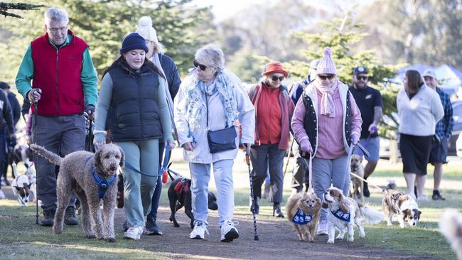 Walkers take off at the Million Paws Walk at the Domain. Picture: Chris Kidd