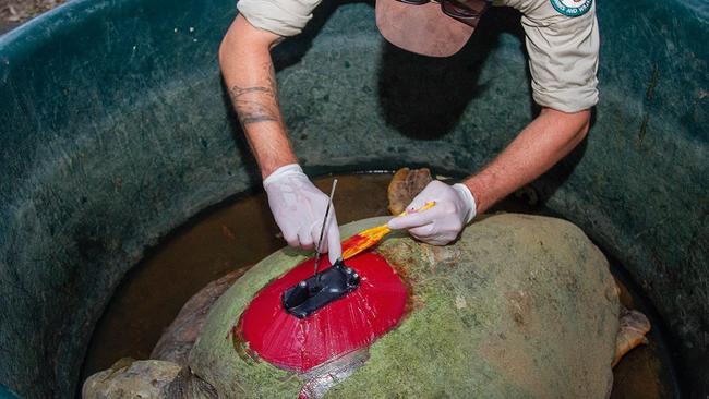 QPWS officer Kyle helps attach the tracker to the loggerhead turtle's shell.