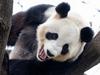 Packing panda-monium: Zoo’s star attractions prepare for trek home