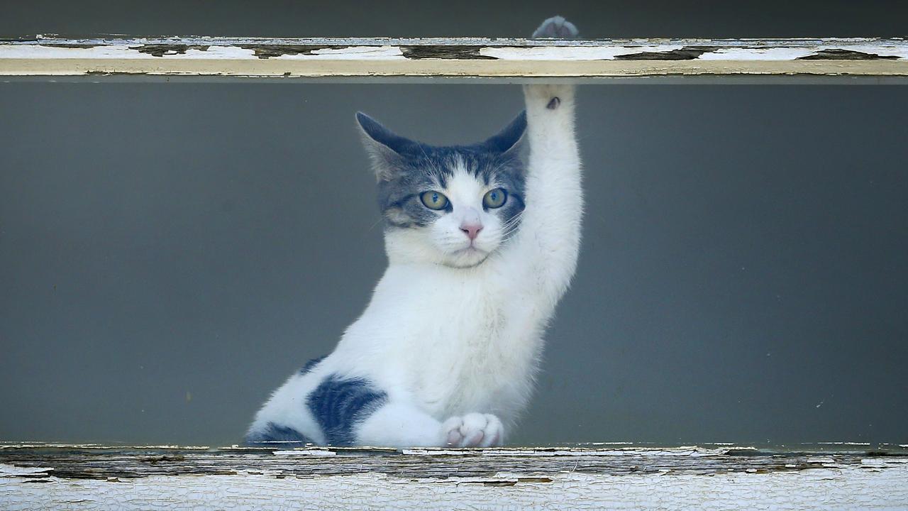 Cats on balconies Why vets urge Melbourne owners need to be careful