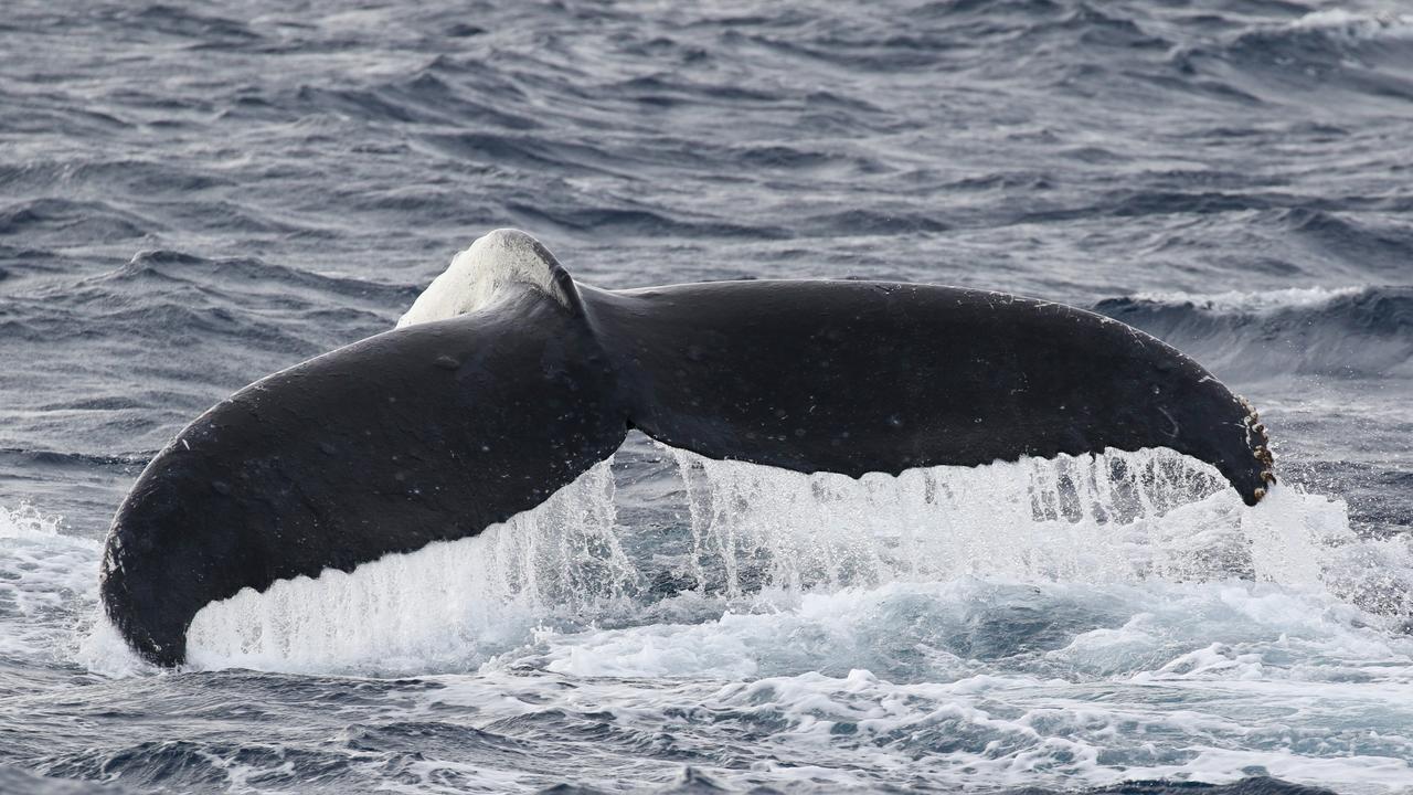 First whales of the season spotted off Gold Coast