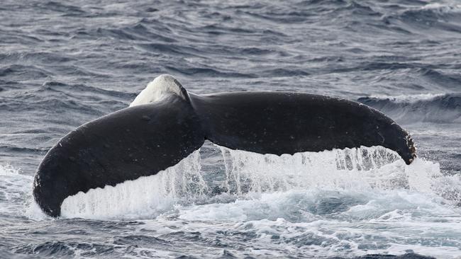 The first whales of the season have been spotted off the Gold Coast as the first tours head out on the water. Picture: Supplied/Anthony Coles