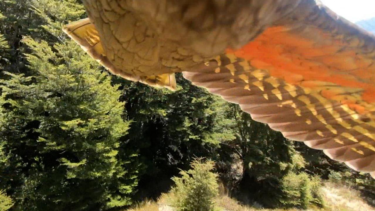 The feathered thief captures some spectacular footage after swiping the Verheul family’s GoPro camera during their hiking holiday in New Zealand. Picture: Alexandra Verheul