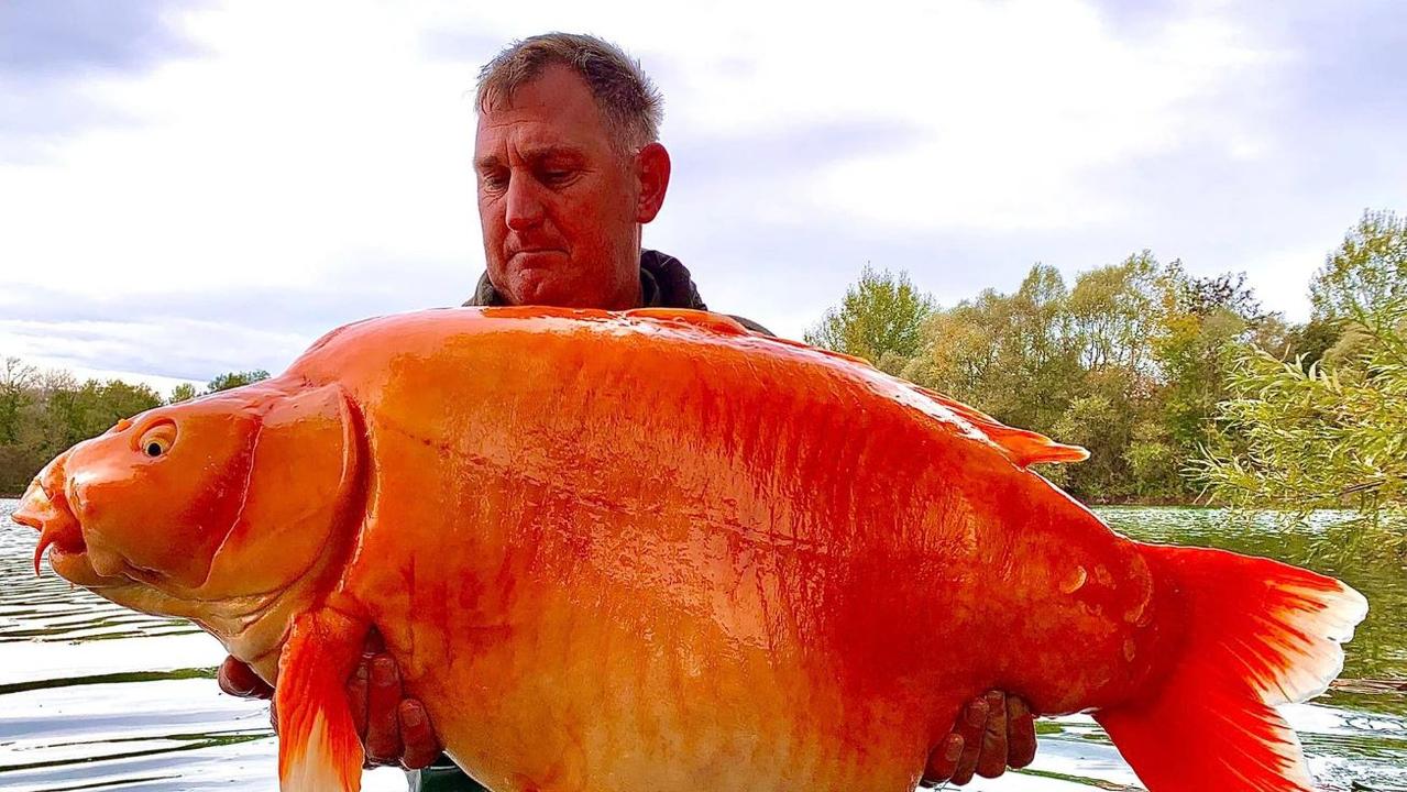 uk-fisherman-reels-in-world-s-largest-goldfish-photos-news-au