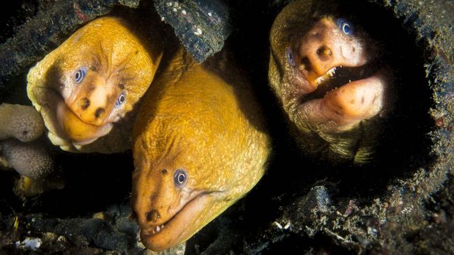 Moray eels in Cabbage Tree Bay. Picture: Instagram @petemcgeephotography.