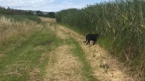 Is this the elusive Mornington Peninsula panther? Photo: Michael Coor, Facebook