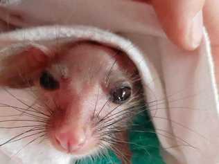 POSSUM MAGIC: Whiskers the possum was saved from the Stanthorpe bushfire. Picture: Contributed