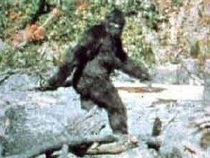 From the Patterson-Gimlin Bigfoot film