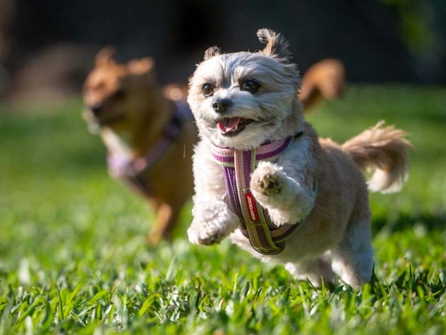 The proposed dog park would provide a place for smaller dogs like Frankie to play safely.Picture: Che Chorley