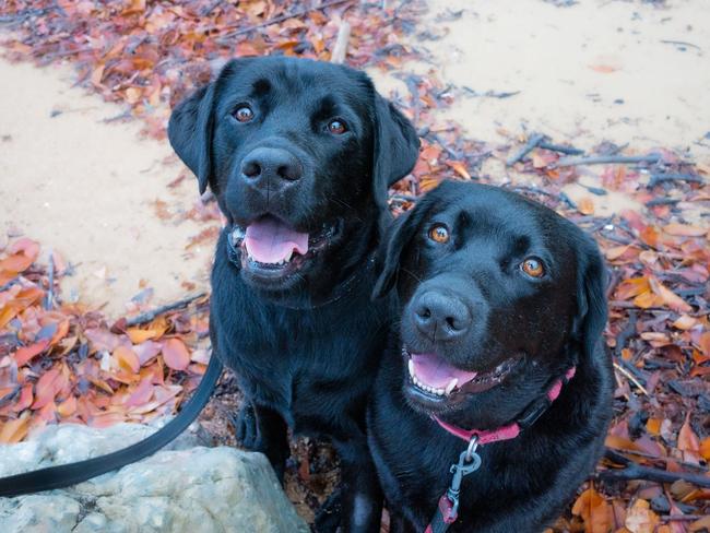 Janice and John Terrill's labradors Betty and Jet died after possibly eating toxic zoanthid coral at Grasstree Beach, Mackay. Photo: Contributed