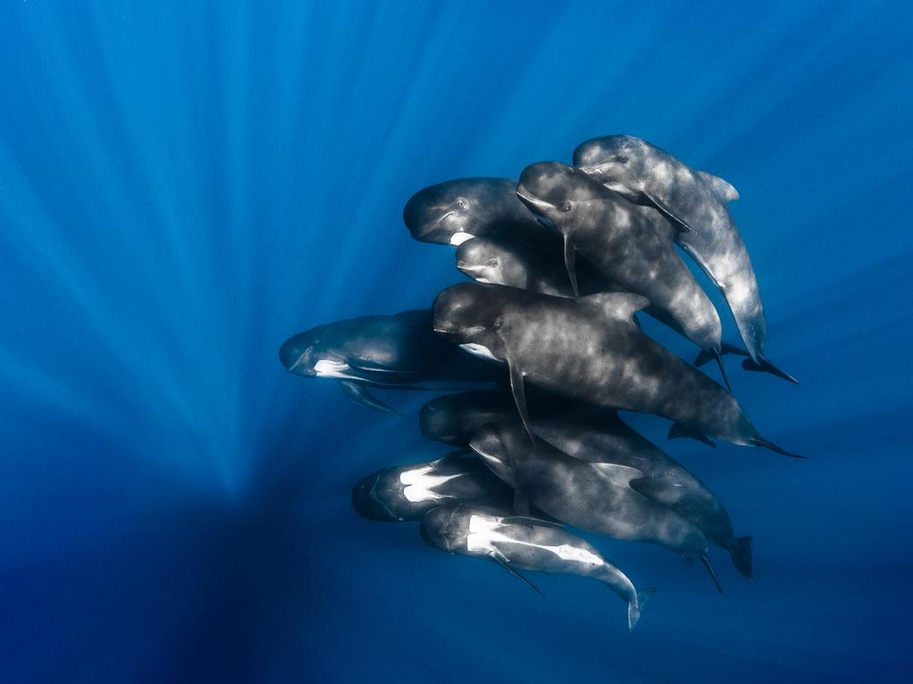 Pilot Whales during a day sailing the mediterranean sea, I was very lucky to find a big pod of Pilot whales that accept me in the blue water. They were turning around me, it was an amazing experience and a great opportunity to photograph them. Picture: Greg Lecoeur/UPY2016