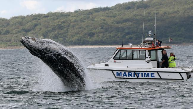 A juvenile humpback breaches in front of a Maritime boat at Port Stephens. Picture: Peter Lorimer