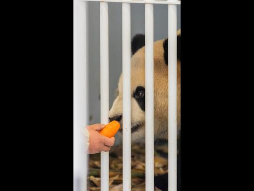 Adelaide Zoo's new pandas arrive from China