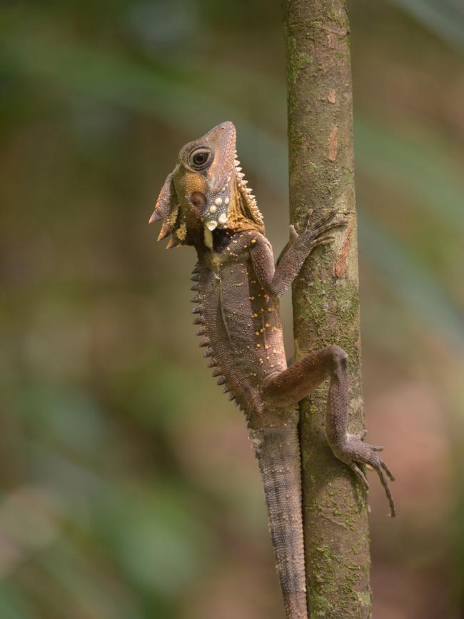 Boyd's rainforest dragon in Mossman Gorge. Picture: Coral Expeditions/Juergen Freund