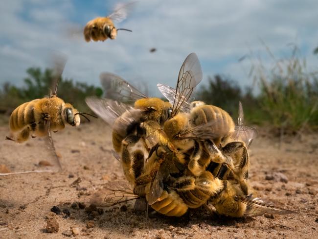 Wildlife Photographer of the Year - :Karine Aigner wins Wildlife Photographer of the Year 2022 American photographer Karine Aigner was announced as this year’s Wildlife Photographer of the Year for her remarkable image of a buzzing ball of cactus bees spinning over the hot sand on a Texas ranch.