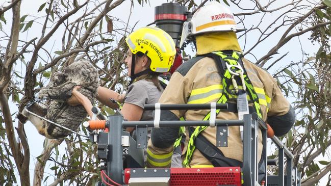 Toowoomba Koala and Wildlife Rescue volunteer Judi Gray and QFES senior firefighter Peter Robinson remove Rose the koala from a tree in Moore Crescent due to concerns for her safety.