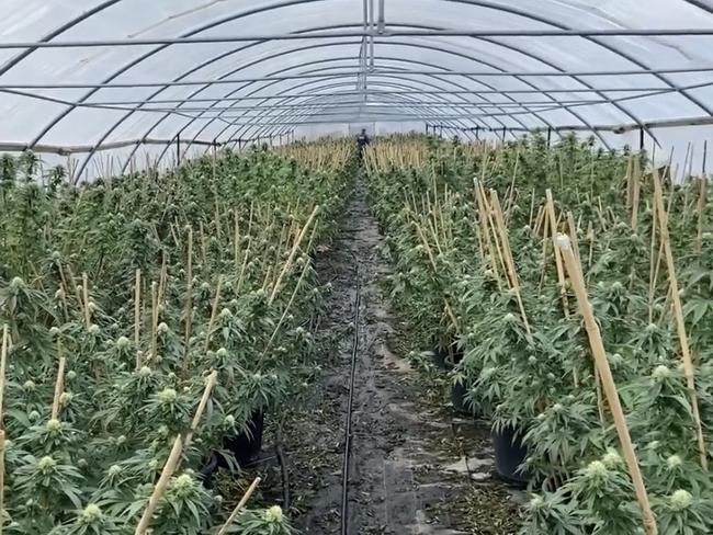 $55 million worth of cannabis seized, five charged