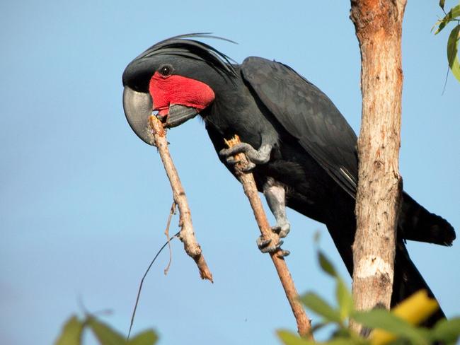 People For Wildlife has partnered with ecologist Dr Christina Zdenek to create new nesting sites for the endangered palm cockatoo. Picture:  Christina Zdenek