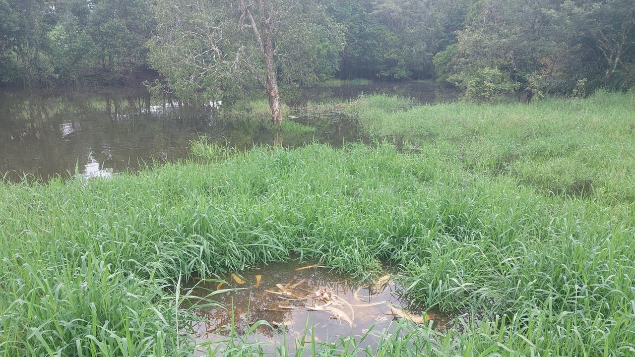 Four metre croc captured from Boar Creek after attacking cattle | Daily ...