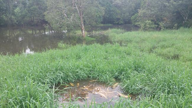 A large crocodile that took a steer during mustering operations and showed no fear of people at Boar Creek near Tully has been removed from the wild. Picture: Supplied.