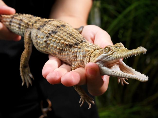 Why freshwater crocodile numbers are declining