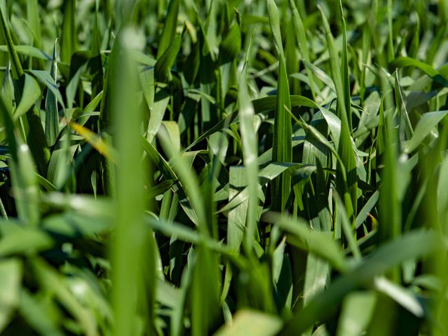 FOCUS: Dustin Pascoe: Runs a 1450-head self-replacing Merino ewe flock and grows cereal crops on his 1578ha farm. Has been grazing about half his cereal crops to both fill the winter feed shortage and minimise his exposure to frost risk. Has conducted numerous trials on his farms for the past four years. Winner of a 2020 Nuffield scholarship to study the pros and cons of grazing crops and the impact it can have to a farm business' bottom line.PICTURED: Generic wheat crop.PICTURE: ZOE PHILLIPS